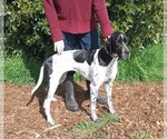 Small Photo #1 Pointer Puppy For Sale in SACRAMENTO, CA, USA