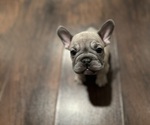 Small #1 French Bulldog