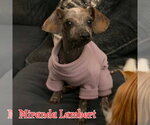 Small #14 Dachshund