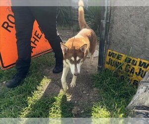 - Mix Dogs for adoption in San Antonio, TX, USA