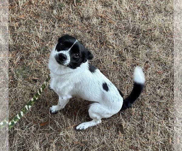 Medium Photo #4 Mutt Puppy For Sale in Bellevue, WA, USA