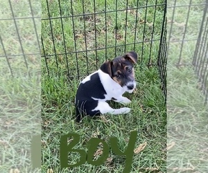 Jack Russell Terrier Puppy for Sale in FREEMAN, Missouri USA