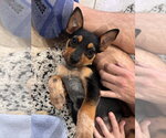 Small Photo #8 German Shepherd Dog-Unknown Mix Puppy For Sale in Brewster, NY, USA