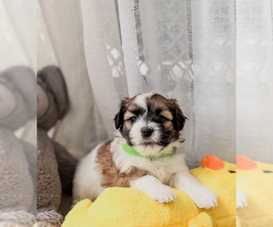 Zuchon Puppy for sale in CLERMONT, FL, USA
