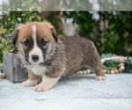 Small Photo #14 Pembroke Welsh Corgi Puppy For Sale in NEW CONCORD, OH, USA