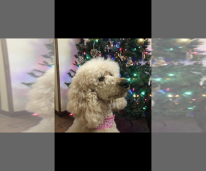 Poodle (Standard) Puppy for Sale in SPRING GROVE, Illinois USA