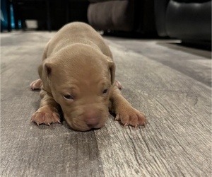 American Bully Puppy for Sale in HARRISBURG, Pennsylvania USA