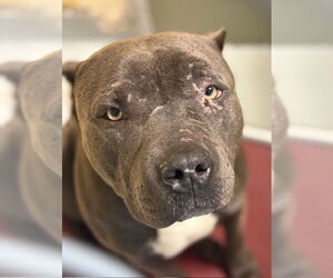 Mutt Dogs for adoption in Tulsa, OK, USA