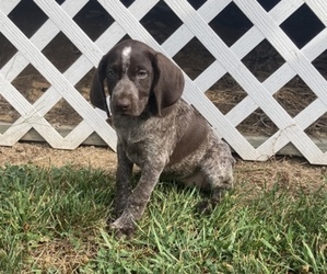 German Shorthaired Pointer Puppy for sale in MOHRSVILLE, PA, USA