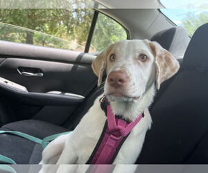 Labrador Retriever-Unknown Mix Dogs for adoption in The Woodlands, TX, USA