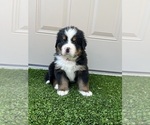 Small #5 Bernese Mountain Dog