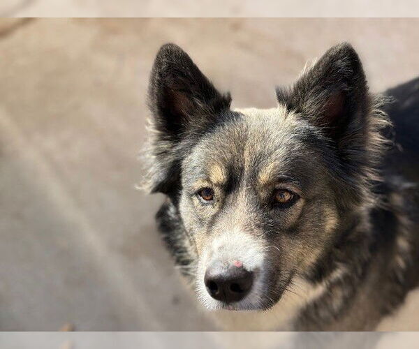 Medium Photo #1 Australian Shepherd-Unknown Mix Puppy For Sale in Tulsa, OK, USA