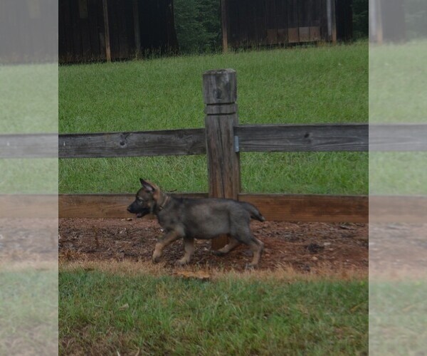 Medium Photo #6 German Shepherd Dog Puppy For Sale in POWDER SPRINGS, GA, USA