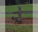 Small #5 German Shepherd Dog