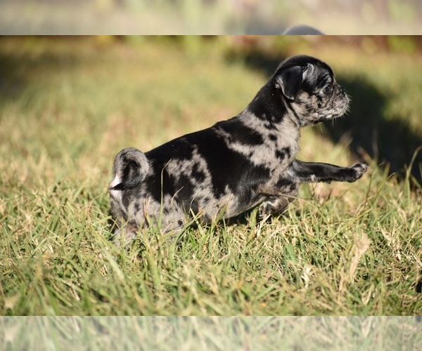 Medium Photo #6 Pug Puppy For Sale in PALM COAST, FL, USA