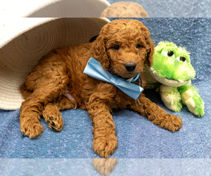 Goldendoodle (Miniature) Puppy for sale in ROY, UT, USA