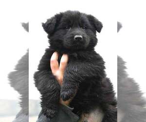 German Shepherd Dog Puppy for sale in WHEELING, IL, USA