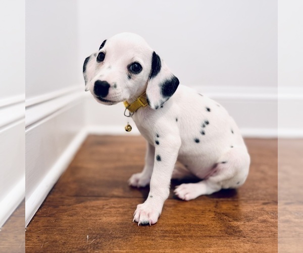 Medium Photo #2 Dalmatian Puppy For Sale in ATLANTA, GA, USA