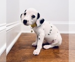 Small Photo #2 Dalmatian Puppy For Sale in ATLANTA, GA, USA