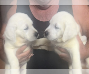 Labrador Retriever Puppy for sale in FORT MC COY, FL, USA