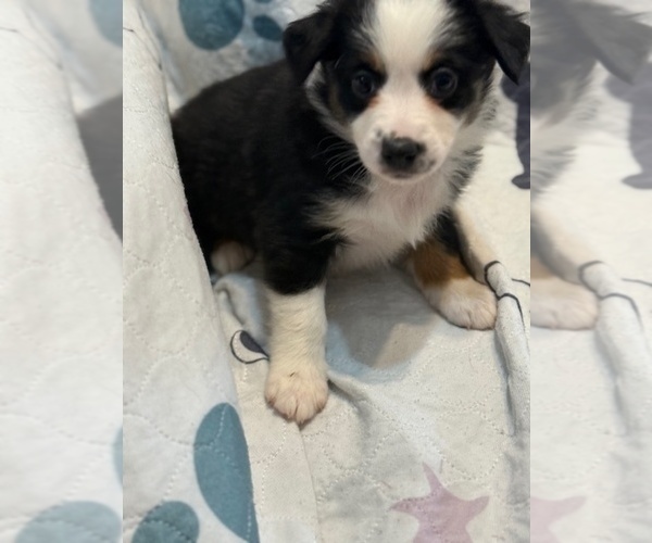 Medium Photo #2 Australian Shepherd Puppy For Sale in WEBSTER, FL, USA