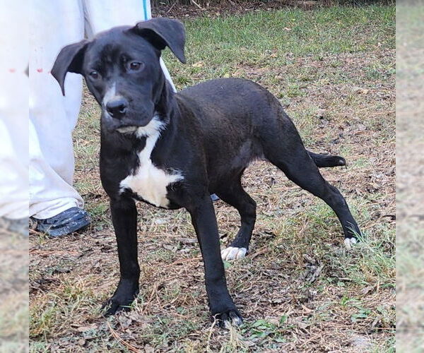 Medium Photo #1 Labrador Retriever-Unknown Mix Puppy For Sale in Wetumpka, AL, USA
