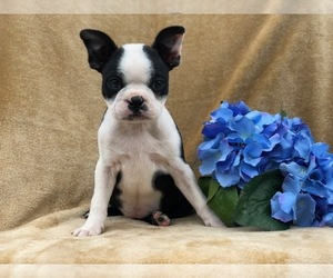 Boston Terrier Puppy for sale in EAST EARL, PA, USA