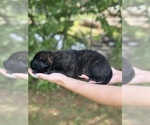 Puppy Jax Dutch Shepherd Dog