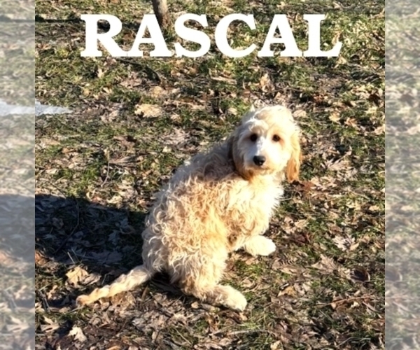 Medium Photo #3 Cock-A-Poo Puppy For Sale in HARTLAND, MN, USA