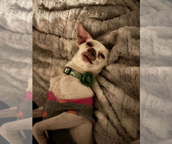 Medium Photo #2 Chihuahua-Unknown Mix Puppy For Sale in Doylestown, PA, USA