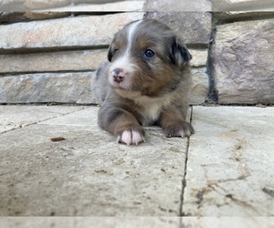 Miniature Australian Shepherd Puppy for sale in BROOKSVILLE, FL, USA