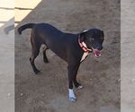 Small #3 Italian Greyhound Mix