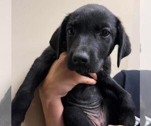 Labrador Retriever-Unknown Mix Dogs for adoption in Rockwall, TX, USA