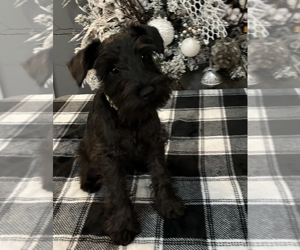 Medium Photo #7 Schnauzer (Miniature) Puppy For Sale in SOMERVILLE, AL, USA