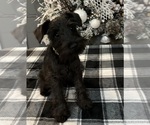 Small #6 Schnauzer (Miniature)