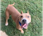 Small #1 American Pit Bull Terrier
