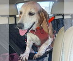 Small #7 Beagle