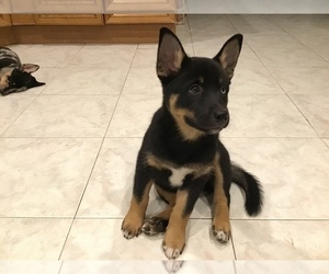 Alaskan Klee Kai-Miniature Australian Shepherd Mix Puppy for sale in GLENDALE, AZ, USA
