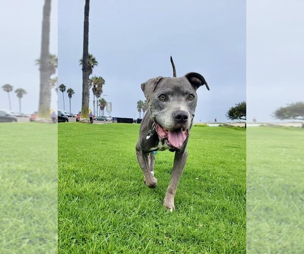 Medium Photo #4 American Pit Bull Terrier Puppy For Sale in  Ramona, CA, USA