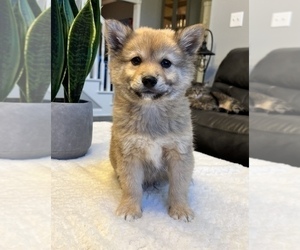 Shiba Inu Puppy for sale in FRANKLIN, IN, USA
