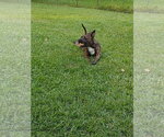 Small #7 Mutt