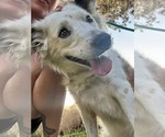 Small #4 Border Collie