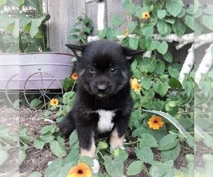 Pomsky Puppy for Sale in LUBLIN, Wisconsin USA