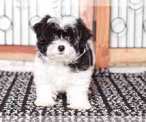 Poochon-Shih Tzu Mix Puppy for sale in NAPLES, FL, USA