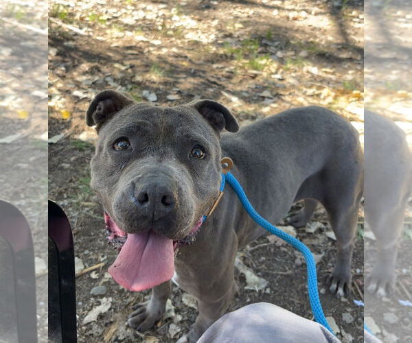 Medium Photo #2 American Pit Bull Terrier-Unknown Mix Puppy For Sale in Las Vegas, NM, USA