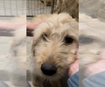 Small Photo #2 Goldendoodle Puppy For Sale in NIOTA, TN, USA