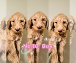 Puppy Puppy 10 Labradoodle-Poodle (Standard) Mix