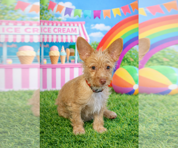 Medium Photo #3 Toxirn Puppy For Sale in Phoenix, AZ, USA