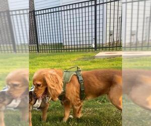 Cocker Spaniel-Unknown Mix Dogs for adoption in San Antonio, TX, USA