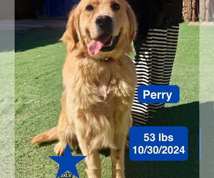 Perry - Male Golden Retriever Dog for Adoption - Photo #4